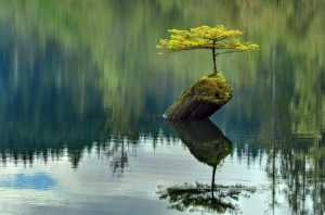 Curso Meditación y Mindfulness