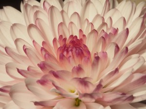 Flor