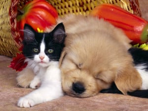 Perro y gato como amigos