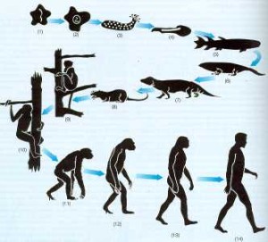 Esquema de la evolución