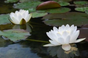 Dos flores de loto, simbolo de la quietud de la meditación