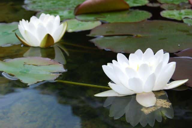 flor de loto