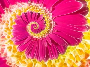 ananda