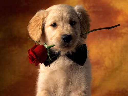 Cachorro dando una rosa