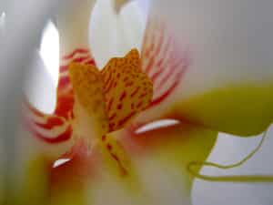 Como amor florece el mundo