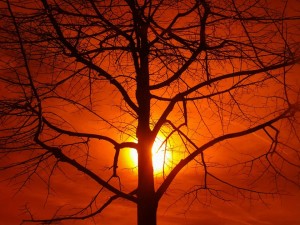 Por encima del bien y del mal. Puesta de sol sobre árbol del conocimiento