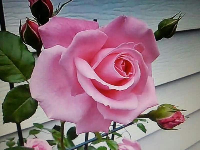 14 de Marzo – Estallar como una flor – Respuestas al corazón