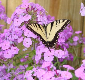 Liban con amor las mariposas las flores del jardin