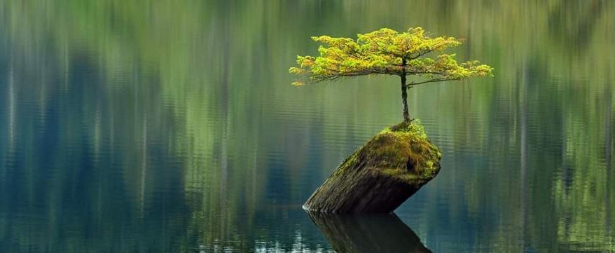 Curso de meditación y mindfulness del 15 de Enero al 5 de Marzo. Granada