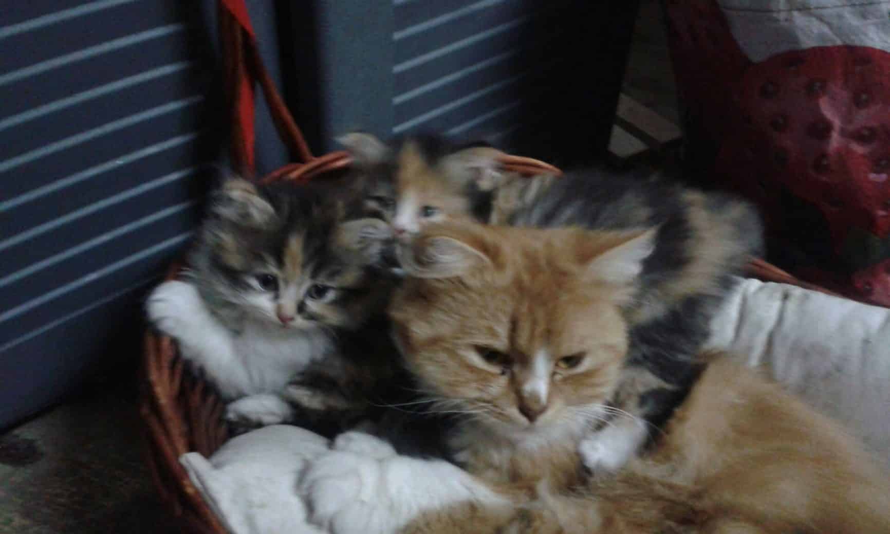 Gatos Persas Mágicos nacidos en El Ashram de La Peral