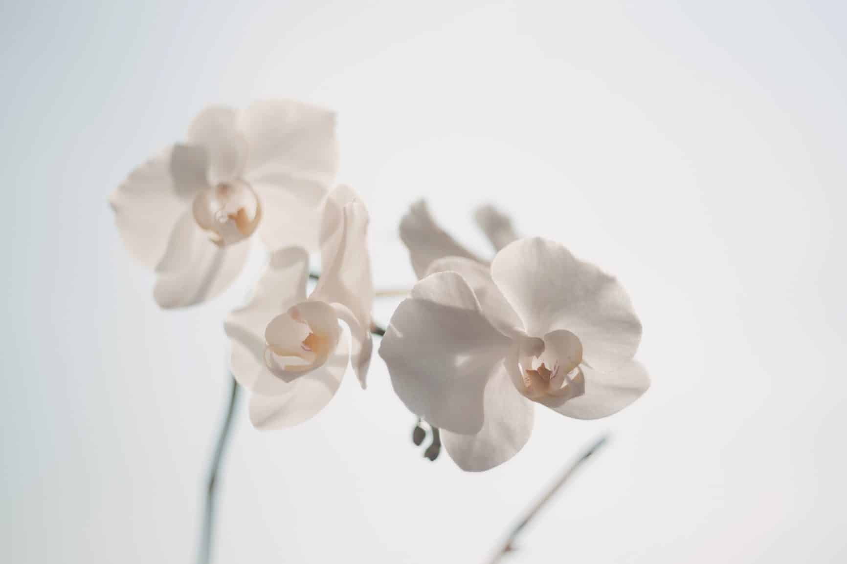 Curso de iniciación a la meditación en Barcelona (Del 26 de Enero al 23 de Marzo)