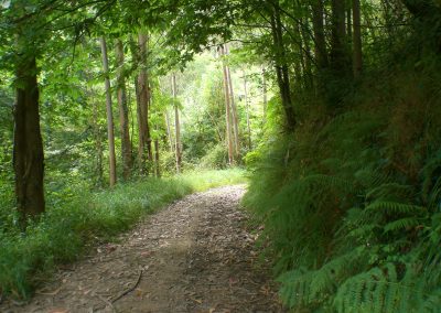 caminito de montaña